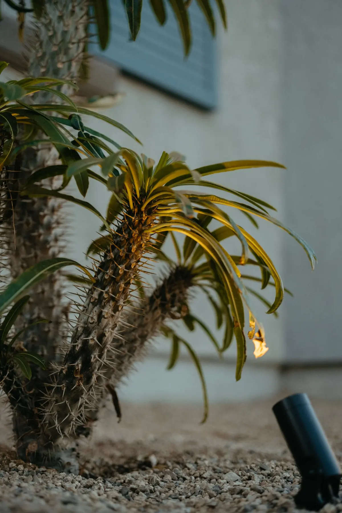 Alba Way outdoor living in Coachella Valley, CA by La Riviera Studios