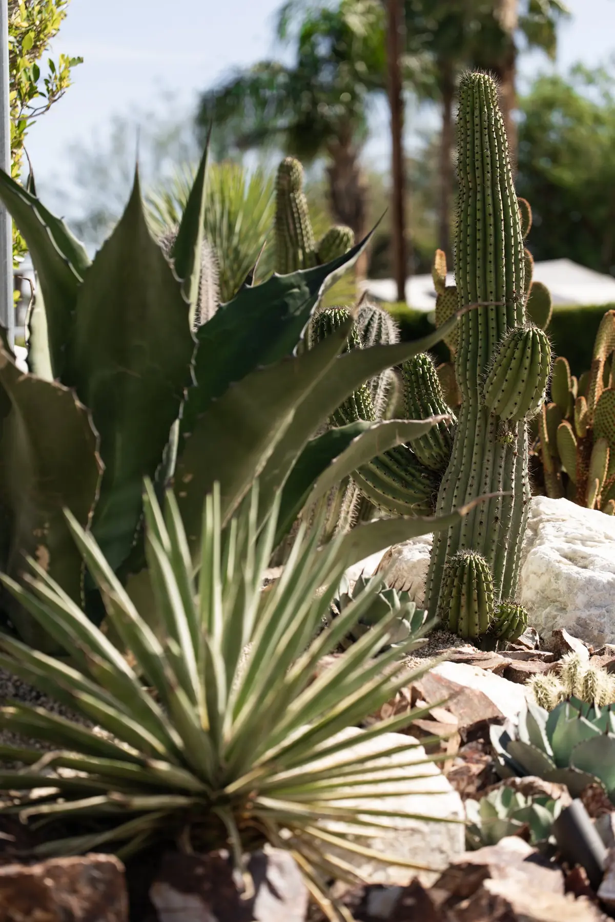Cactus Shield outdoor living in Coachella Valley, CA by La Riviera Studios