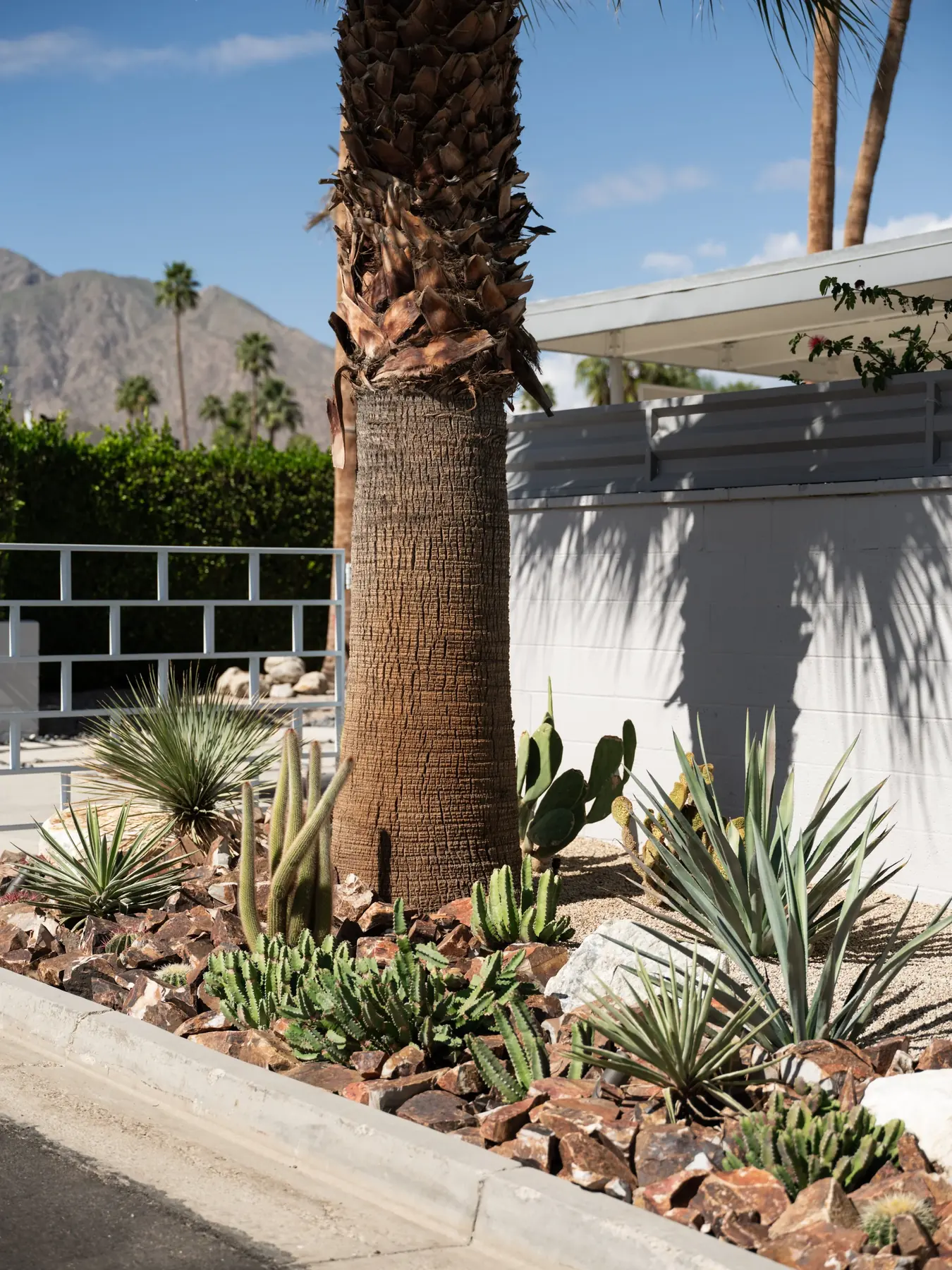 Cactus Shield outdoor living in Coachella Valley, CA by La Riviera Studios