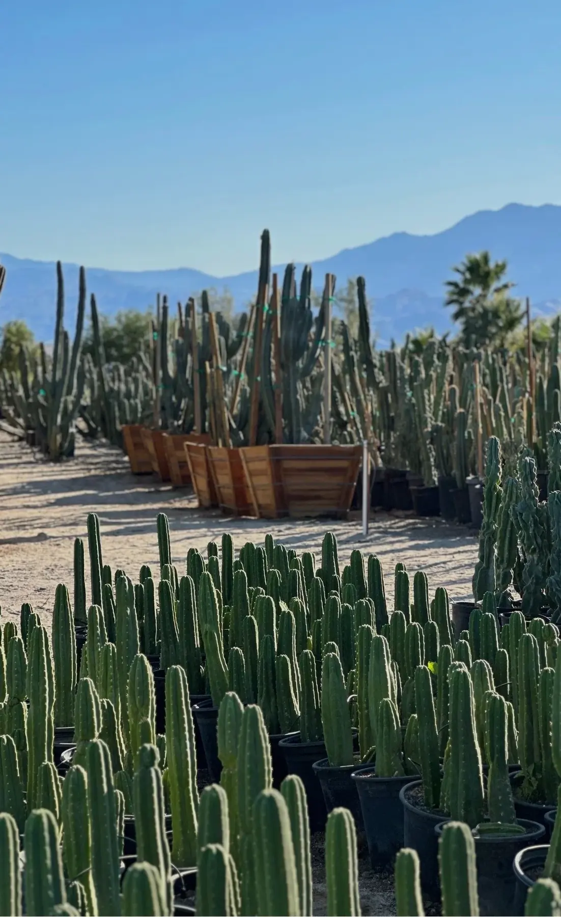 Cactus Shield outdoor living in Coachella Valley, CA by La Riviera Studios