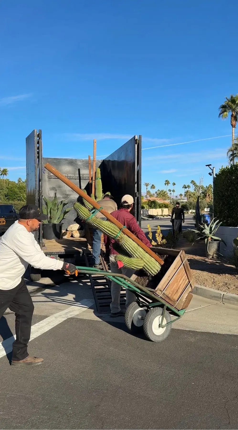 Cactus Shield outdoor living in Coachella Valley, CA by La Riviera Studios