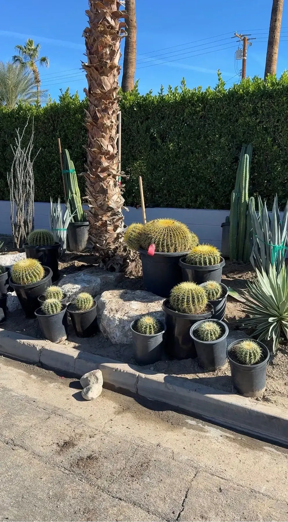 Cactus Shield outdoor living in Coachella Valley, CA by La Riviera Studios