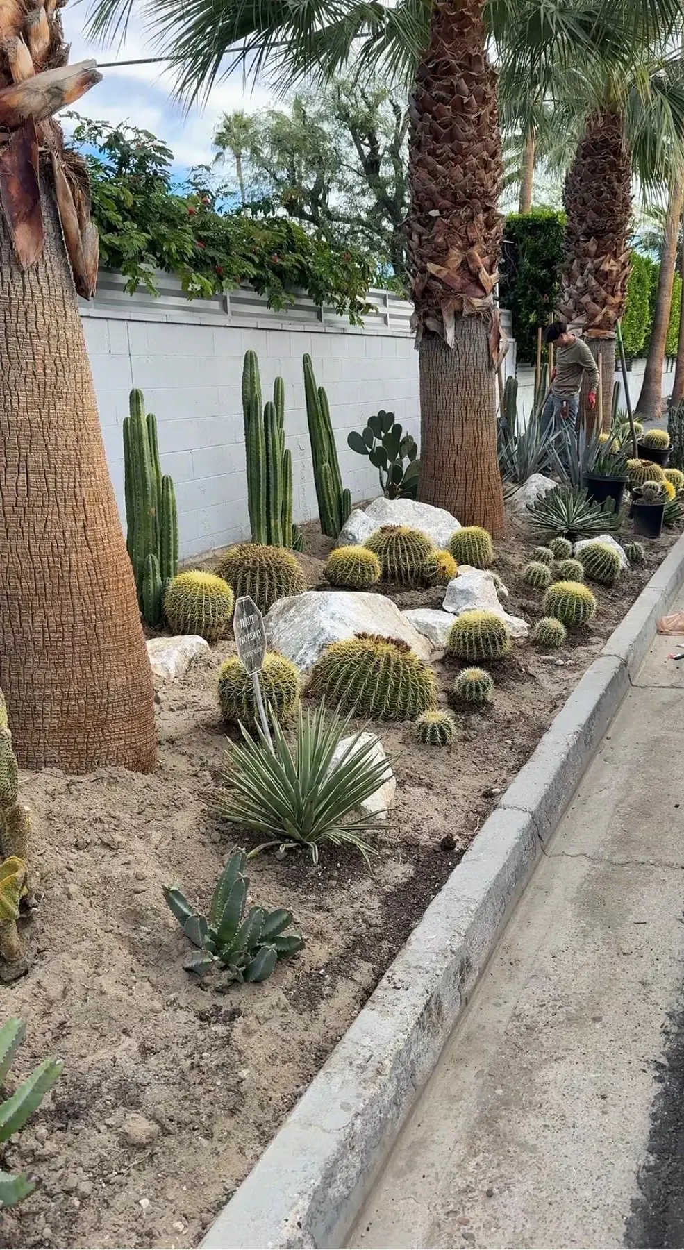Cactus Shield outdoor living in Coachella Valley, CA by La Riviera Studios