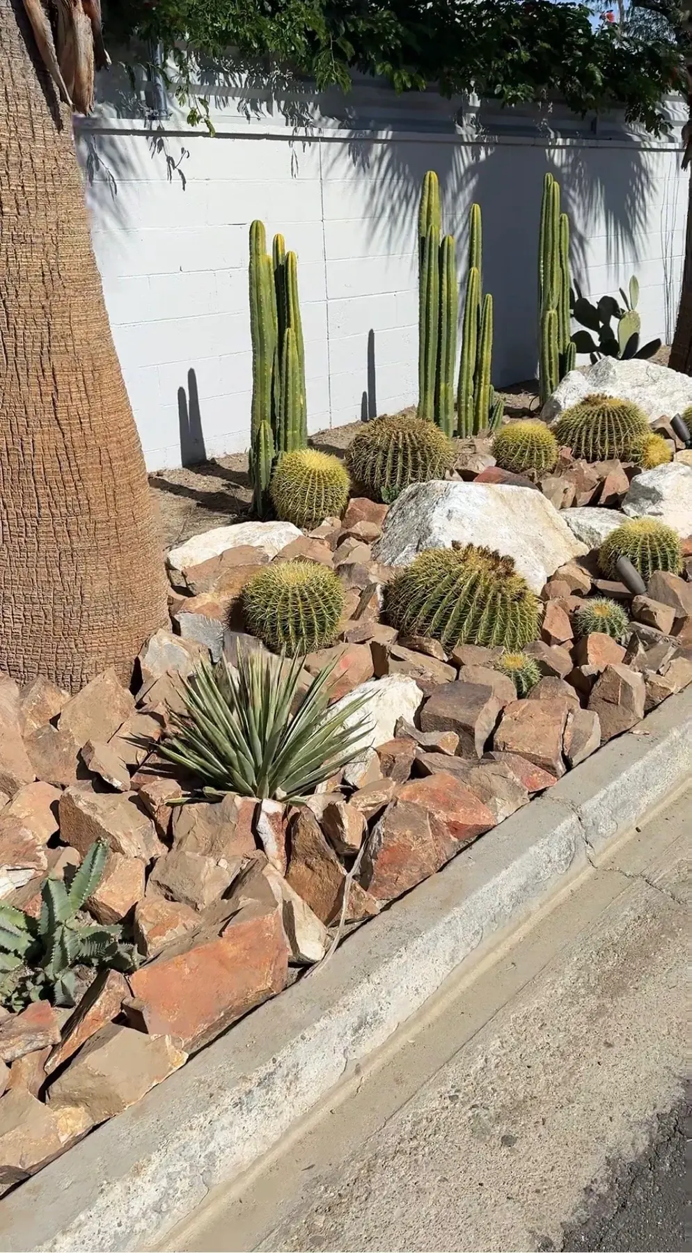 Cactus Shield outdoor living in Coachella Valley, CA by La Riviera Studios