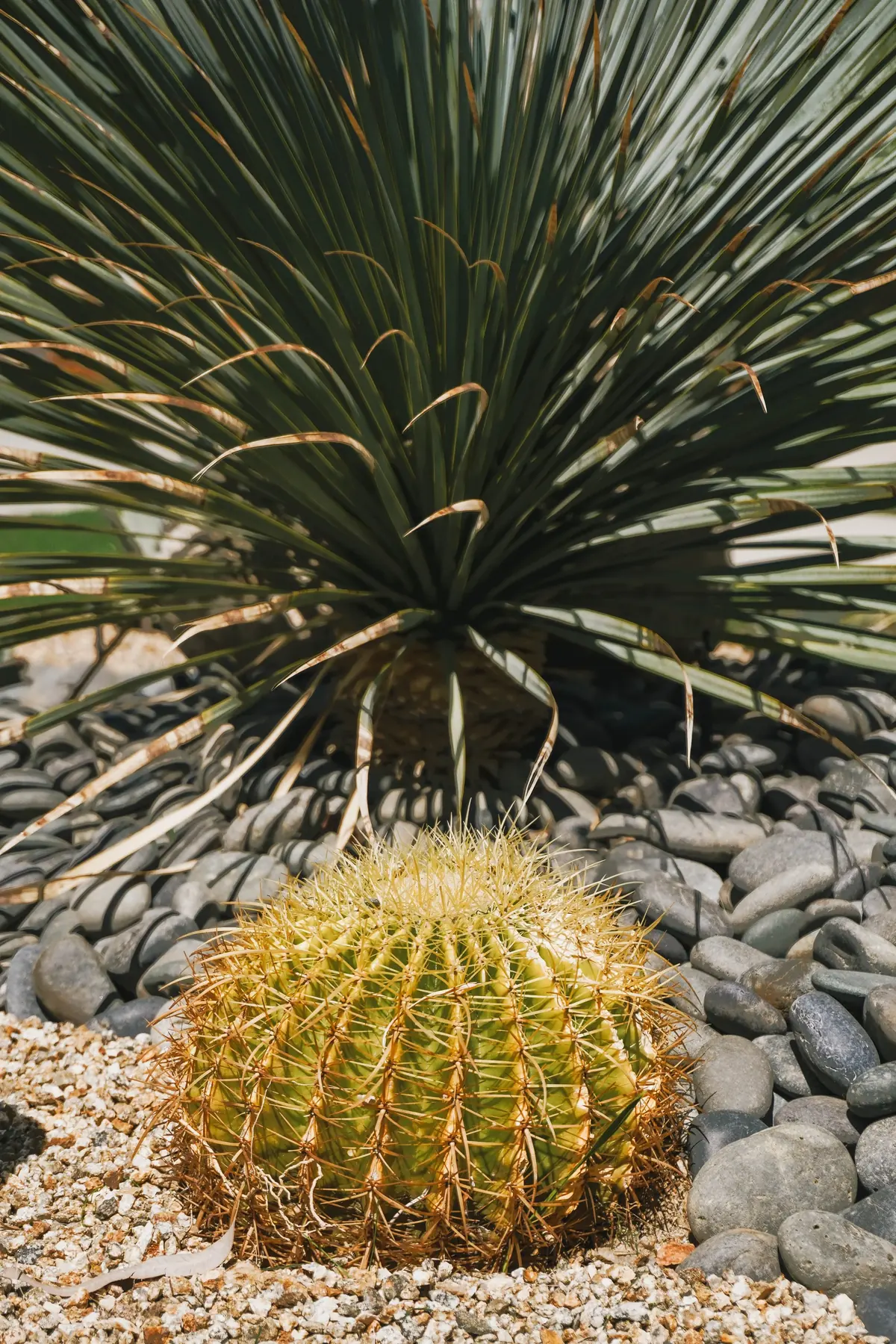 Desert Palm II outdoor living in Coachella Valley, CA by La Riviera Studios