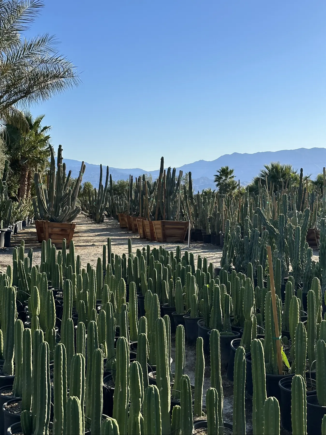 Casa Miguel outdoor living in Palm Springs, CA by La Riviera Studios